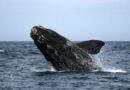 La libertad ambulatoria de las ballenas